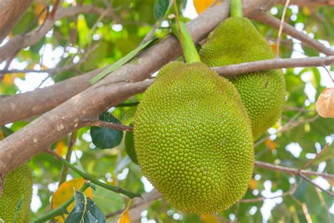 Jackfruit Scientific Name