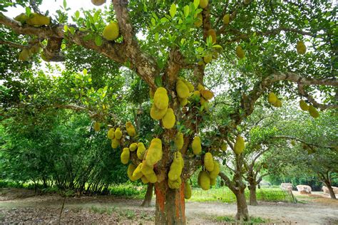 jackfruit tree time to fruit