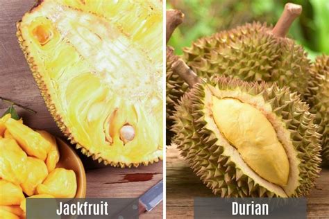 jackfruit vs durian