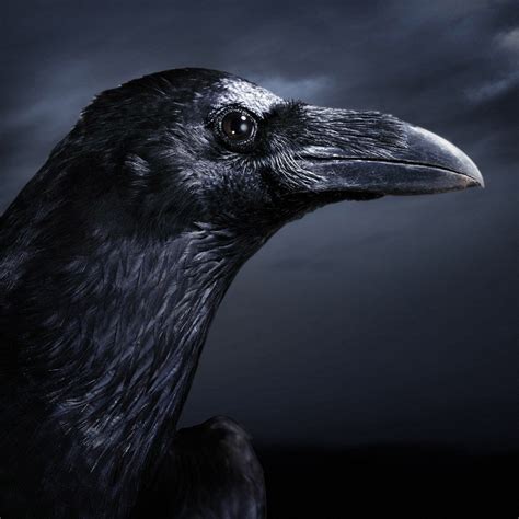 jackson 9 black crows faor