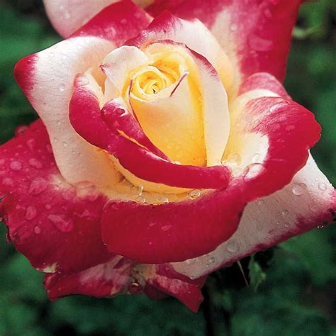 Jackson Perkins Roses