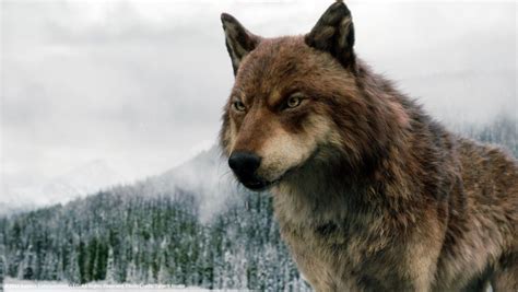 Jacob As A Wolf