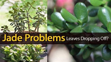 Jade Plant Diseases Leaves