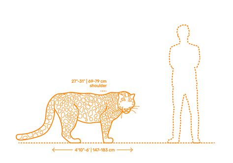 Jaguar Average Weight