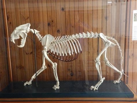 jaguar skeleton