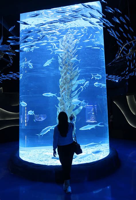 jakarta aquarium foto
