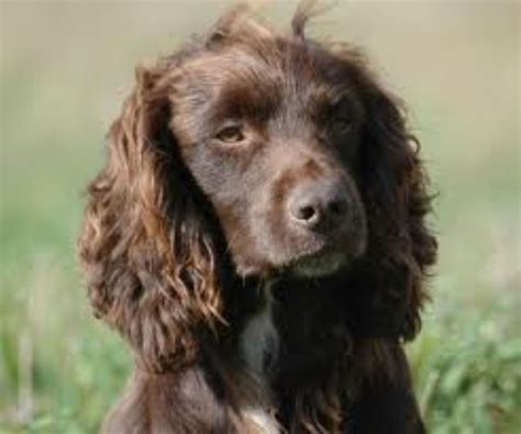 jakt cocker spaniel omplacering