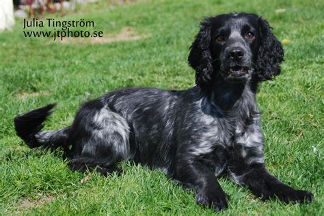 jakt cocker spaniel valpar
