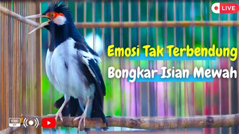 JALAK SUREN 🚖 Berita Burung Jalak Suren Hari Ini - Kabar Terbaru Terkini