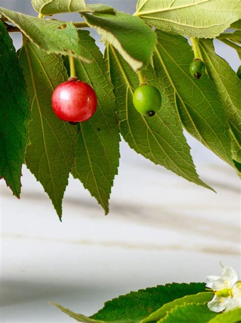 Jamaican Cherry Tree