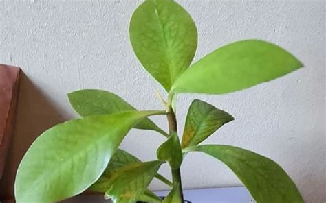 Janaúba Planta