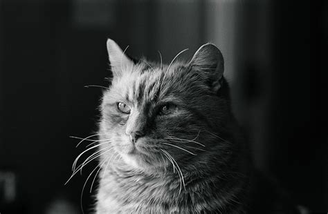 jane bown cats