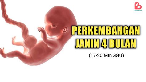 JANIN 4 BULAN - Gerakan dan Perkembangan Janin saat Hamil 4 Bulan