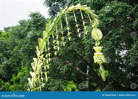 janur kuning melengkung | Pose Bayi Ini ceritanya mau mandi aku
