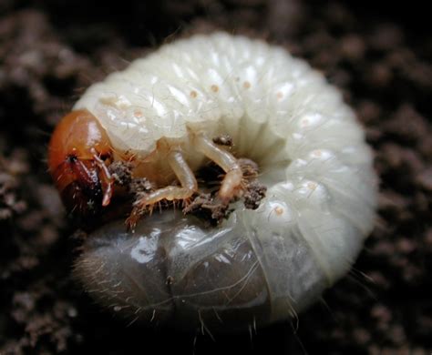 Japanese Beetle Grub