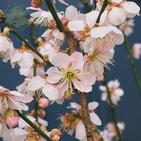 Japanese Flowering Apricot Tree