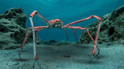 Japanese Spider Crab Attack