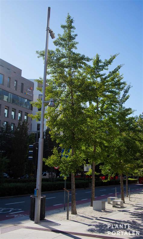 japanskt tempelträd