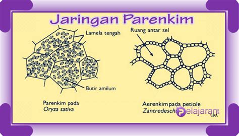 jaringan parenkim | Jaringan Parenkim PDF Griya Taman Scribd