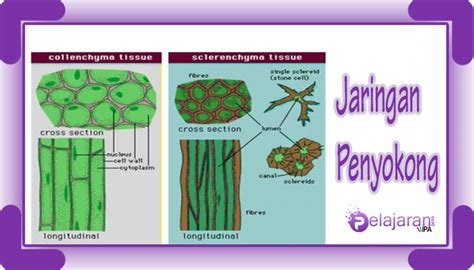 jaringan penyokong | Penyokong Skuad Helang MerahPSHM FC Alor Setar