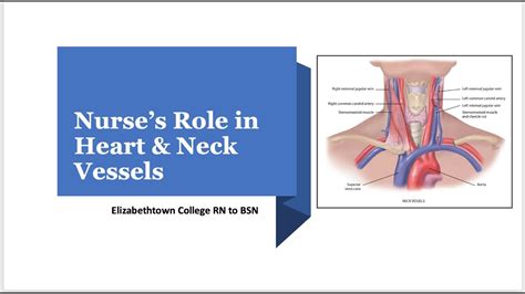 Full Download Jarvis Heart And Neck Vessels Study Guides 