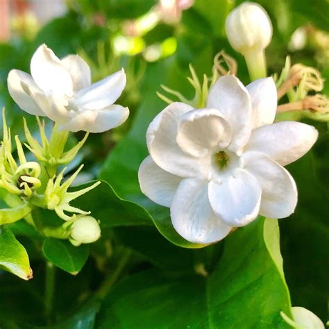 jasmine flowers nude