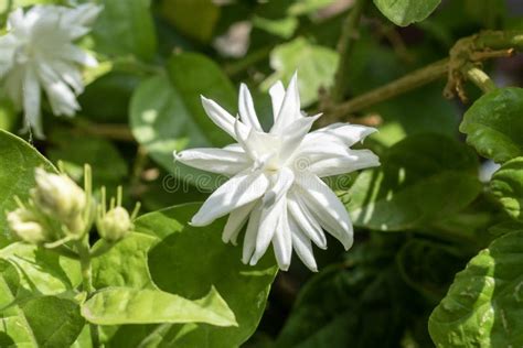 Jasmine Scientific Name