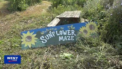 Jasper sunflower maze
