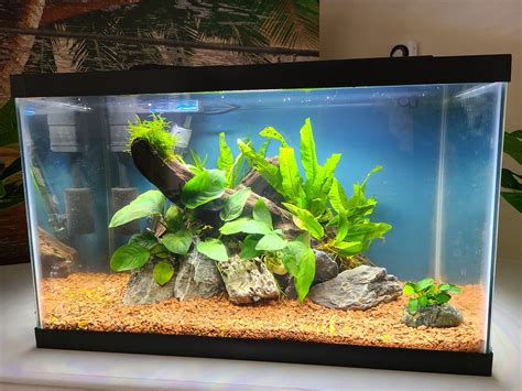 java fern for fish tank