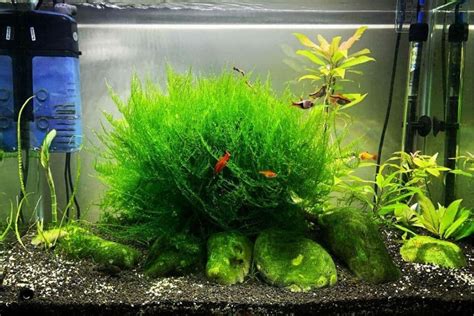 java moss akvaryum.