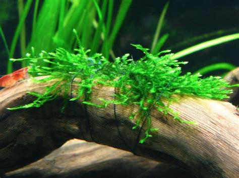 java moss care and growth