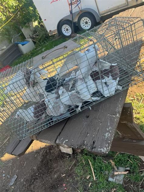 jay alexander pigeons as pets