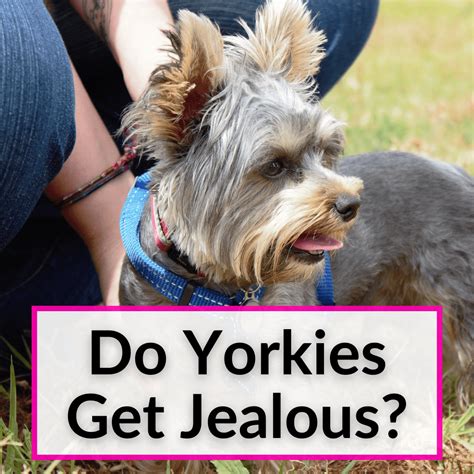 Jealous Yorkie