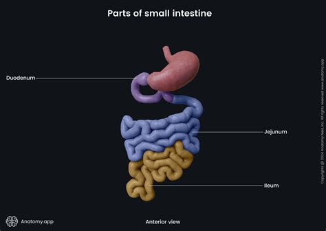 jejunum | PDF LYMPHANNGIOMA OF JEJUNUM