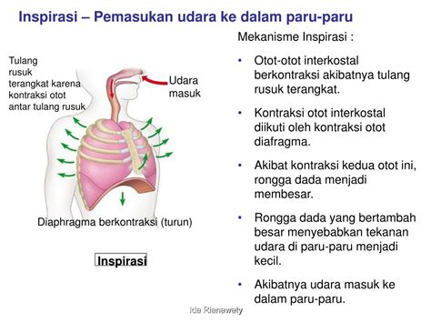 jelaskan saluran udara dari nostril ke paru paru