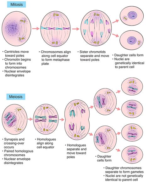 Fase-Fase Pembelahan Inti dalam Mitosis