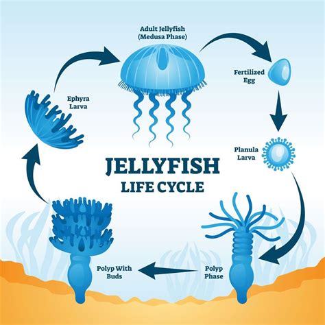 Jellyfish Amazing Facts And Life Cycle Of Jellyfish Jellyfish Life Cycle For Kids - Jellyfish Life Cycle For Kids
