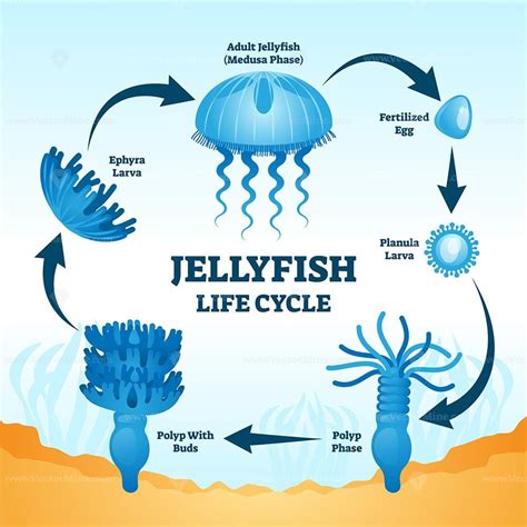 Jellyfish Life Cycle Drifting Through The Stages Of Life Cycle Of A Jellyfish - Life Cycle Of A Jellyfish