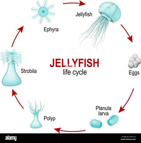 Jellyfish Life Cycle Kidspressmagazine Com Jellyfish Life Cycle For Kids - Jellyfish Life Cycle For Kids
