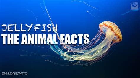 Jellyfish The Animal Facts Sharksinfo Com Life Cycle Of A Jellyfish - Life Cycle Of A Jellyfish