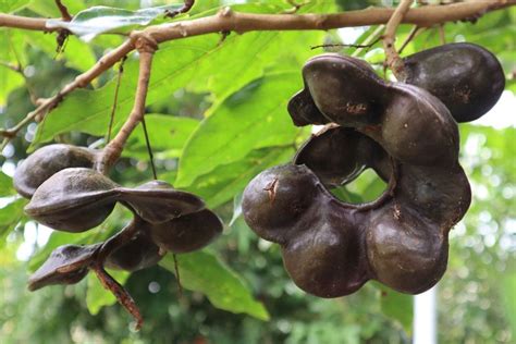 JENGKOL69 Pemberian Beasiswa Oleh Dinas Pendidikan