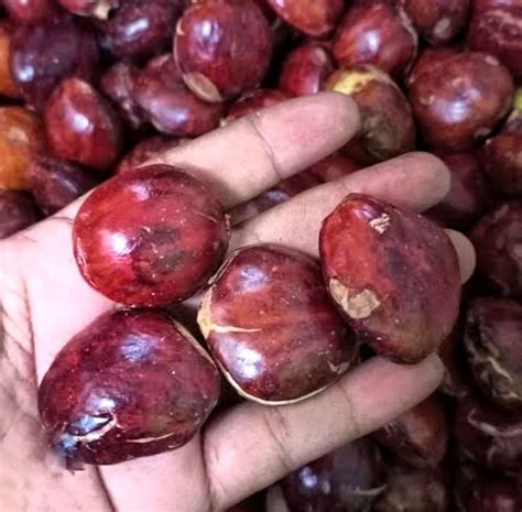 JENGKOL69 NO1 ‍♂️ JENGKOL69 NO1 data hk terbaru 4 kolom