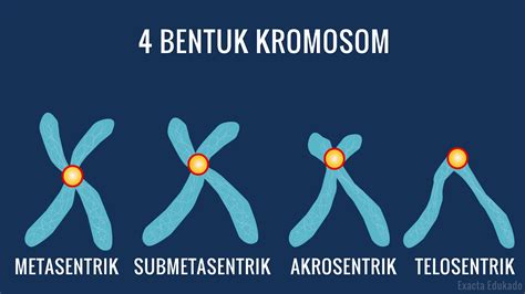 jenis kromosom