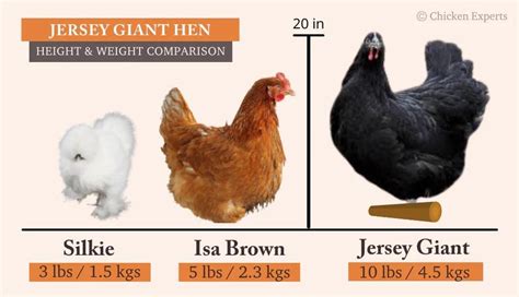 jersey giant next to normal chicken