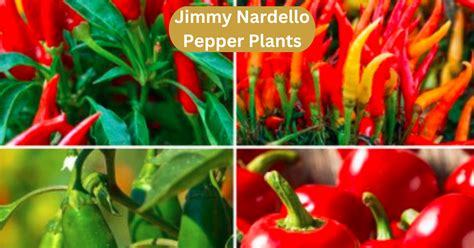 jimmy nardello pepper when to harvest