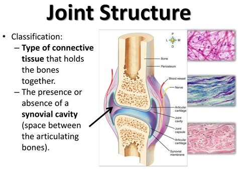 Joint Structure And Function