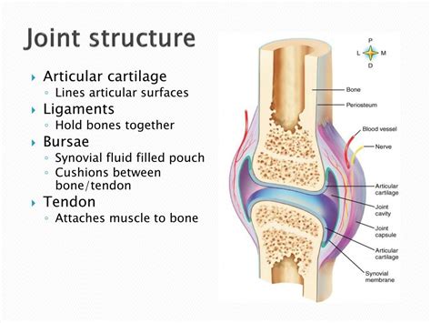 Joint Structure And Function By Cynthia Norkin