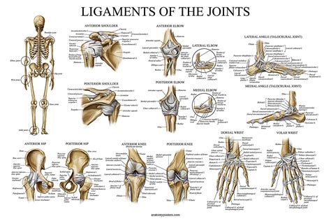 joints and ligaments