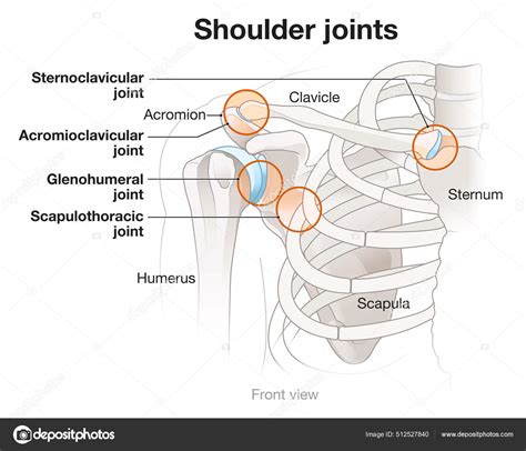 Joints At The Shoulder
