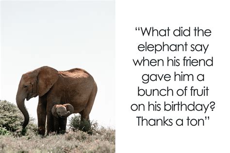 Jokes About Elephants